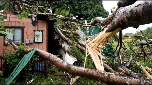 Experts Albizia Trees Are Menace Pose Serious Threat Statewide