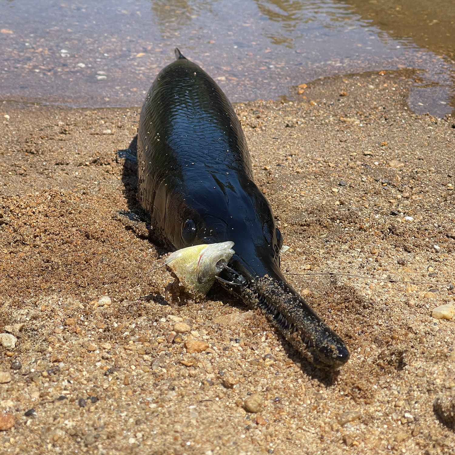 SC family reels in rare black gar during fishing trip on Saluda River