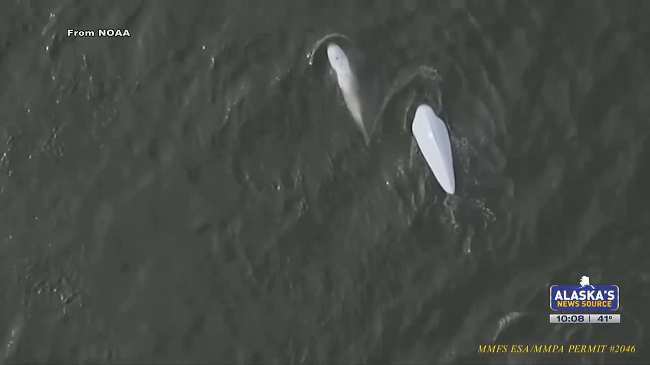 Coming out in waves to spot the Cook Inlet beluga whale
