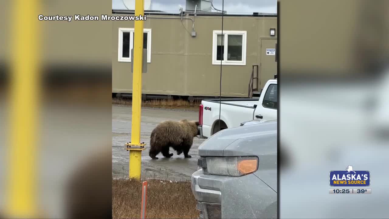 VIDEO: Bears caught on cam opening truck doors on North Slope