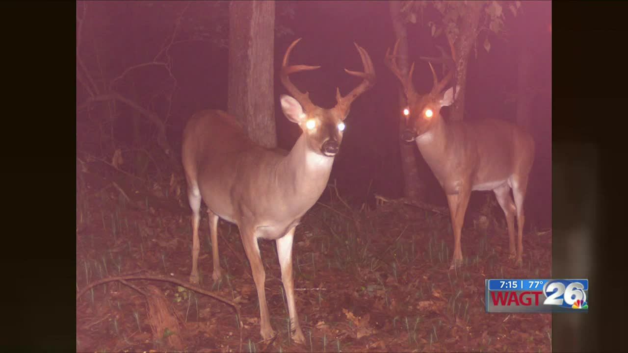 56,000 acres of public land to hunt this fall around Clarks Hill