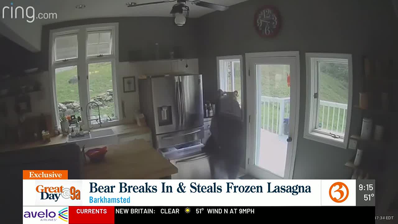 Bear breaks in and steals frozen lasagna