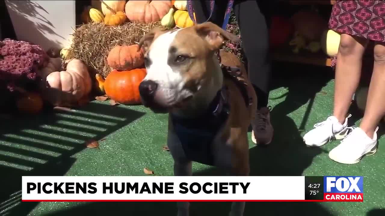 Four Legged Friends: Koda