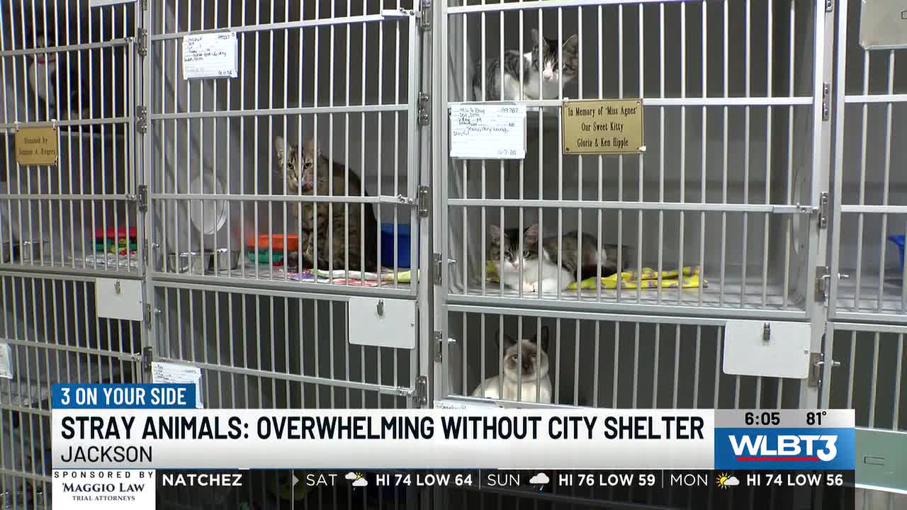 Stray animal problem described as 'overwhelming' without a city