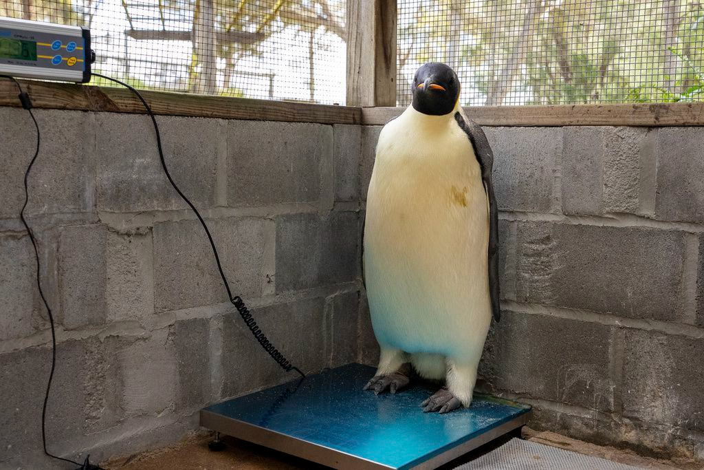 Emperor penguin found on Australian beach – 2,200 miles from its