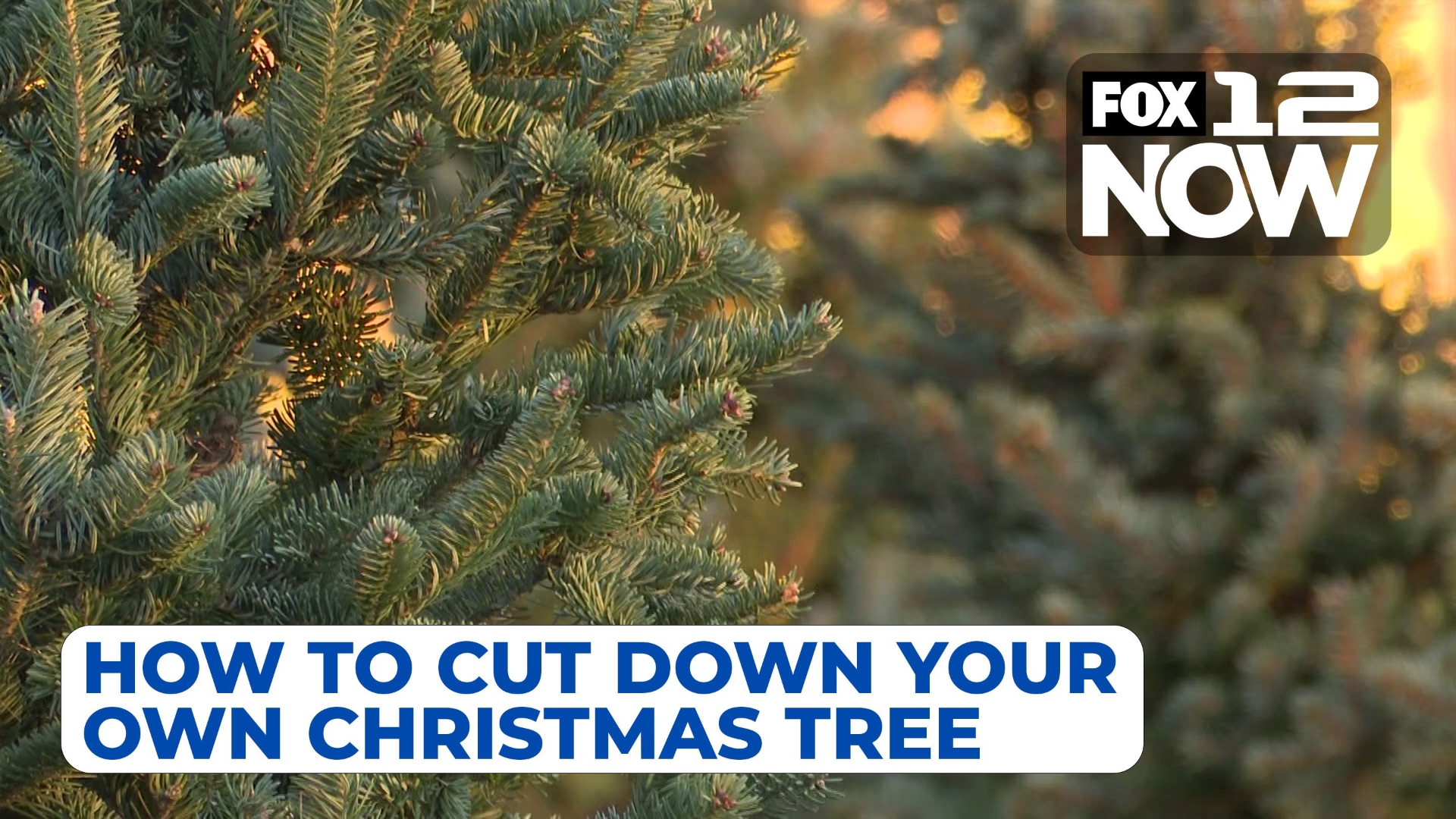 Cut Down A Christmas Tree