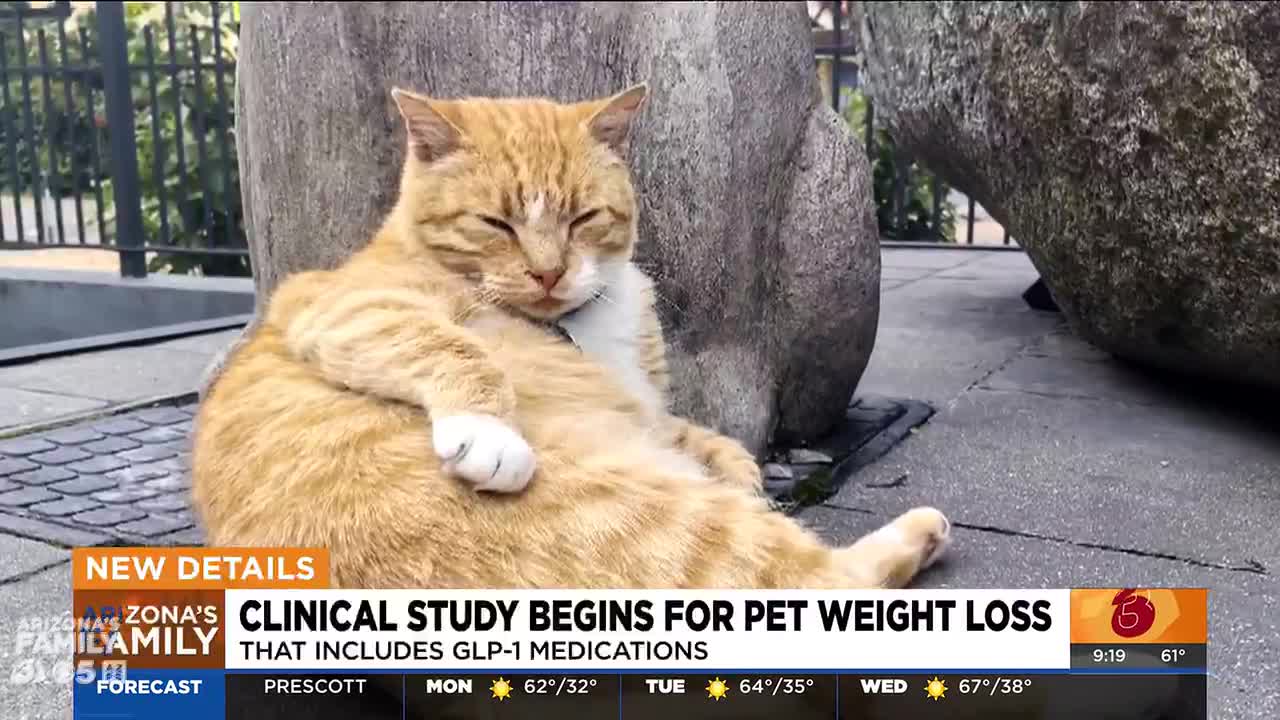glp-1 for cats Clinical study begins for pet weight loss