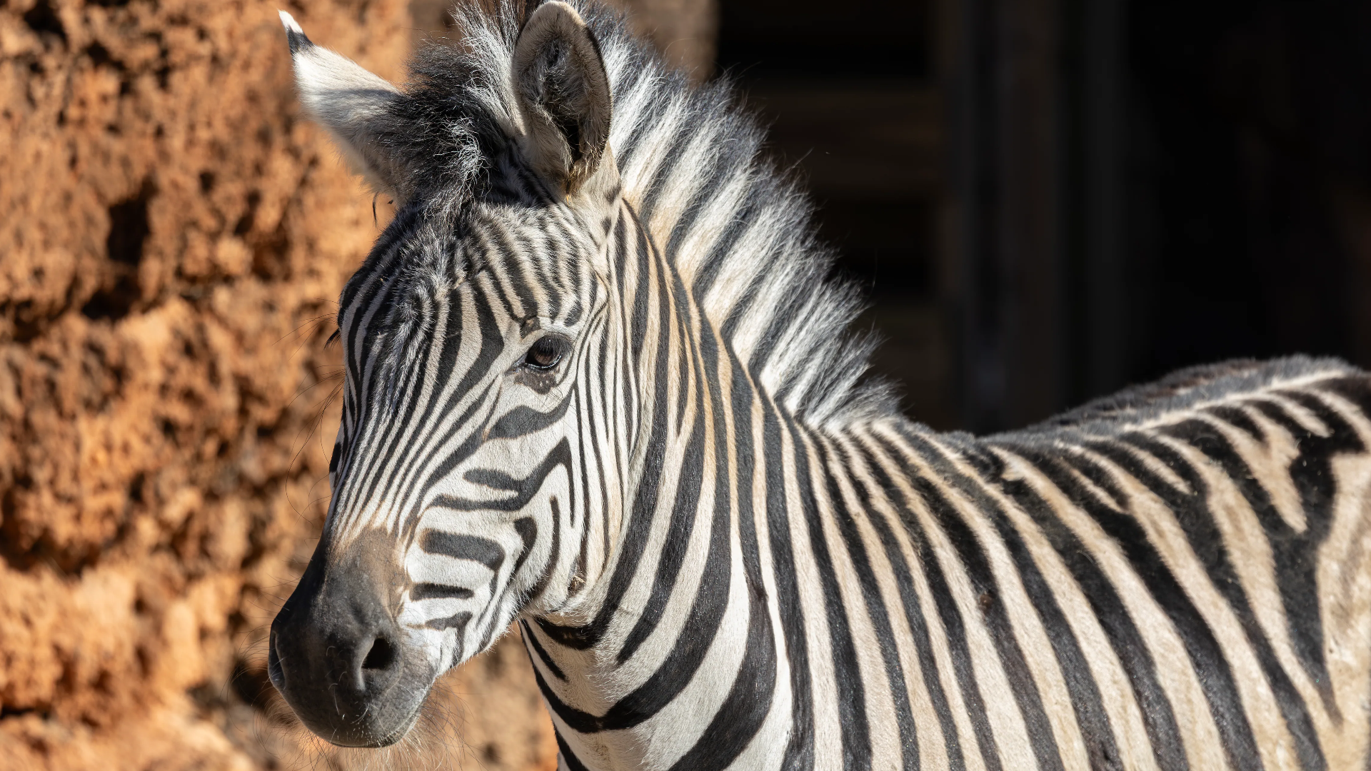 Zoo Atlanta debuts new animals, including zebra, ostrich
