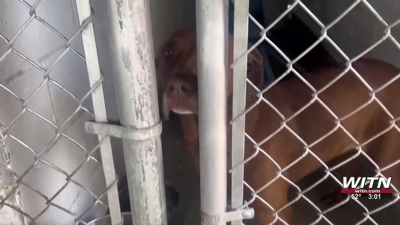 Two more Eastern Carolina animal shelters fined by the state